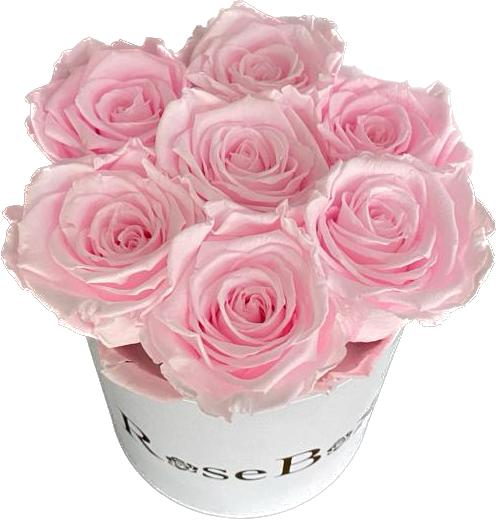 RoseBox uinuvad roosid