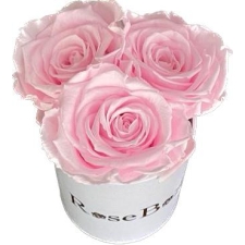3-roosa roosiga valge karp